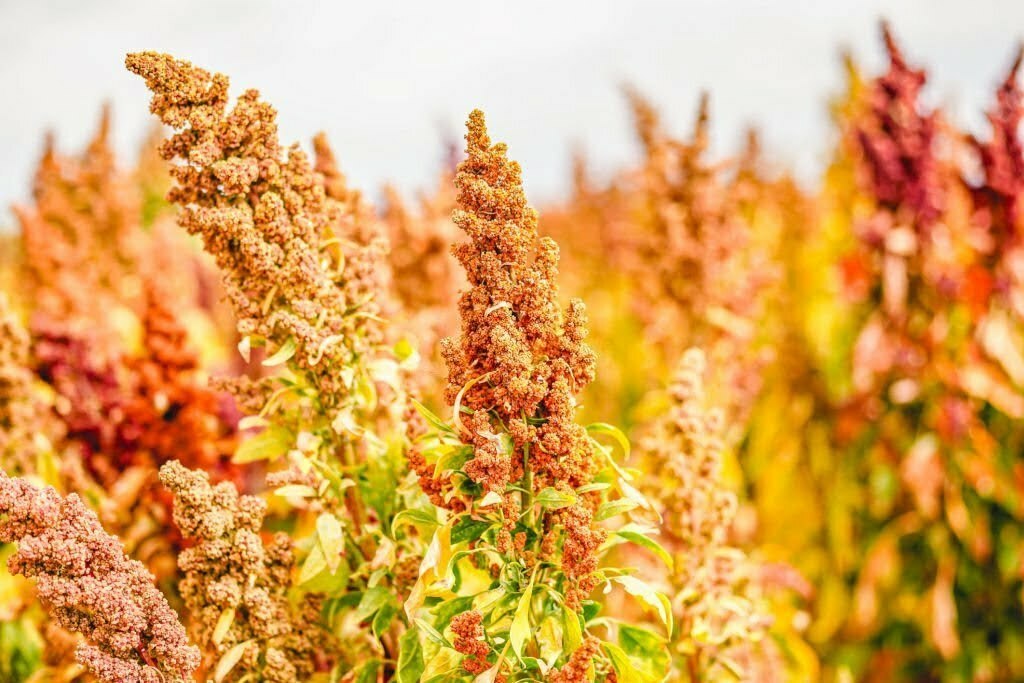 Quinoa the superfood - ripe quinoa in the field