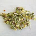 Quinoa sprout benefits-image of sprouted quinoa