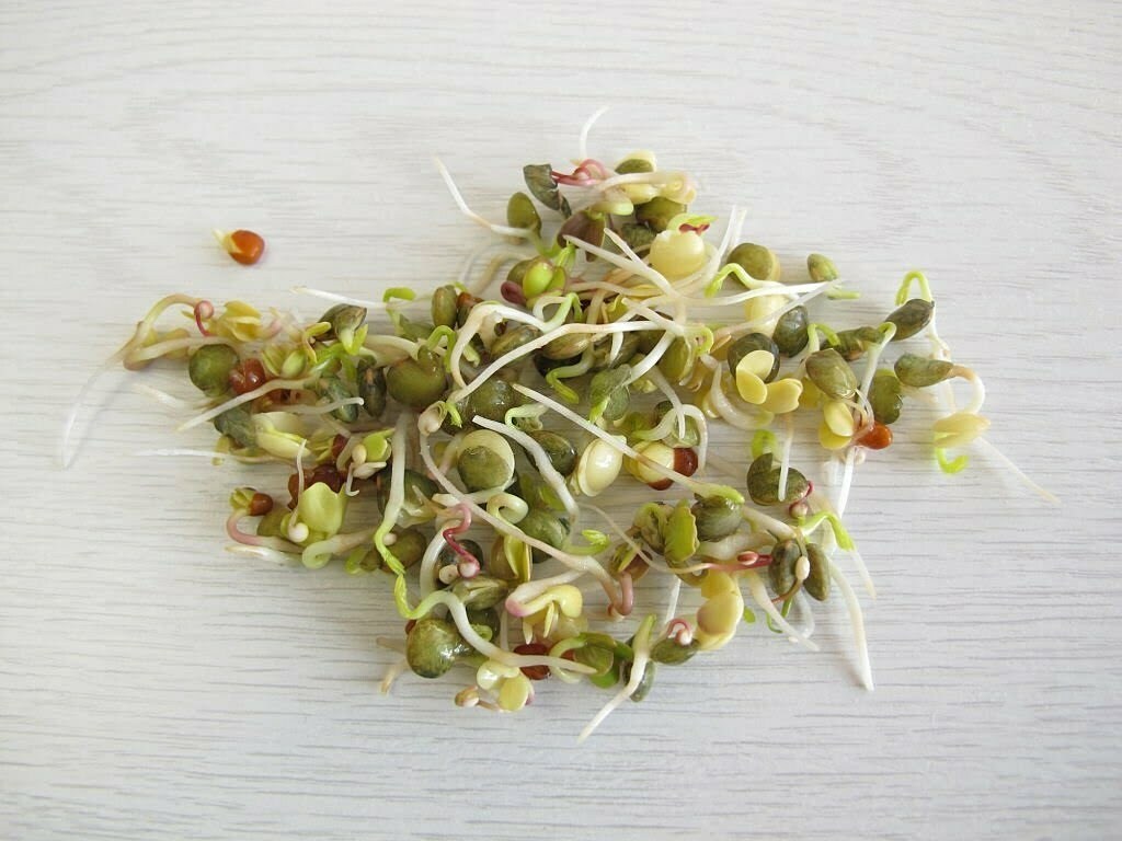 Quinoa sprout benefits-image of sprouted quinoa