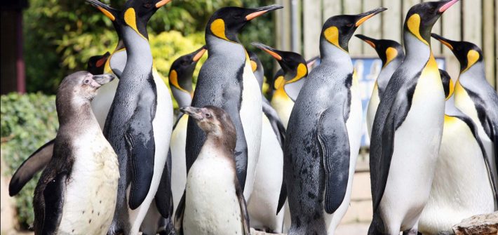 Penguins at birdland