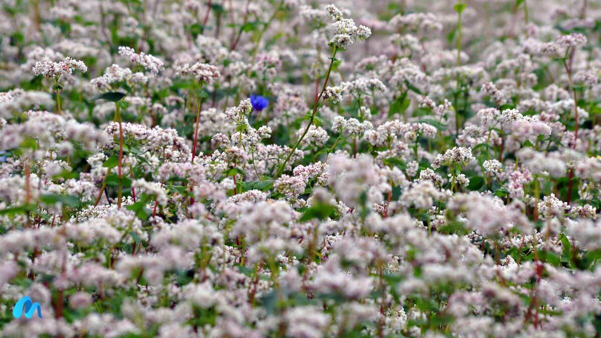Buckwheat bloom
