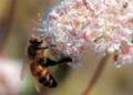Honeybee on buckwheat flower