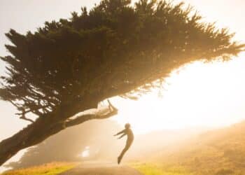 Silhouette of person jumping under tree