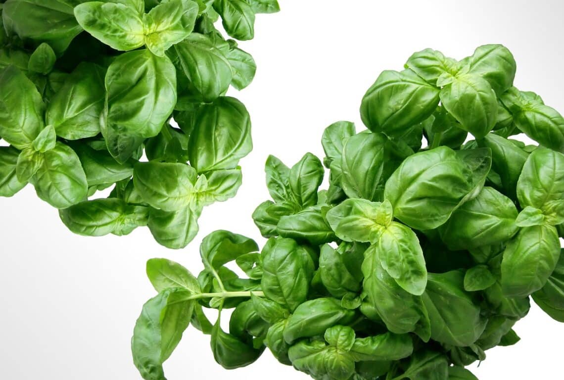 Basil, herbs, leaves