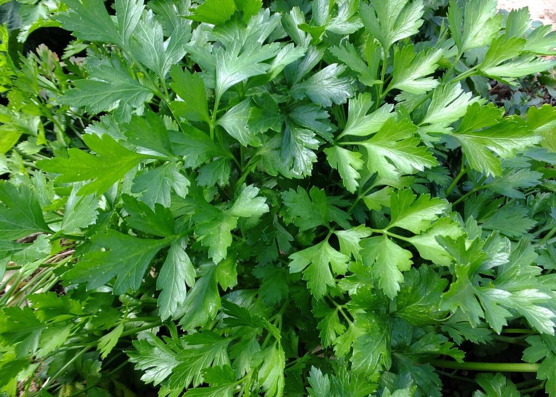 Parsley, leaves, aromas-parsley