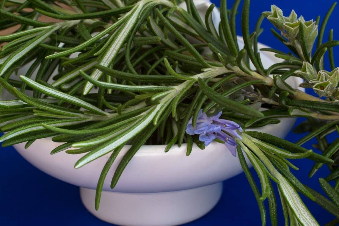 Rosemary, culinary herbs, herbs-rosemary