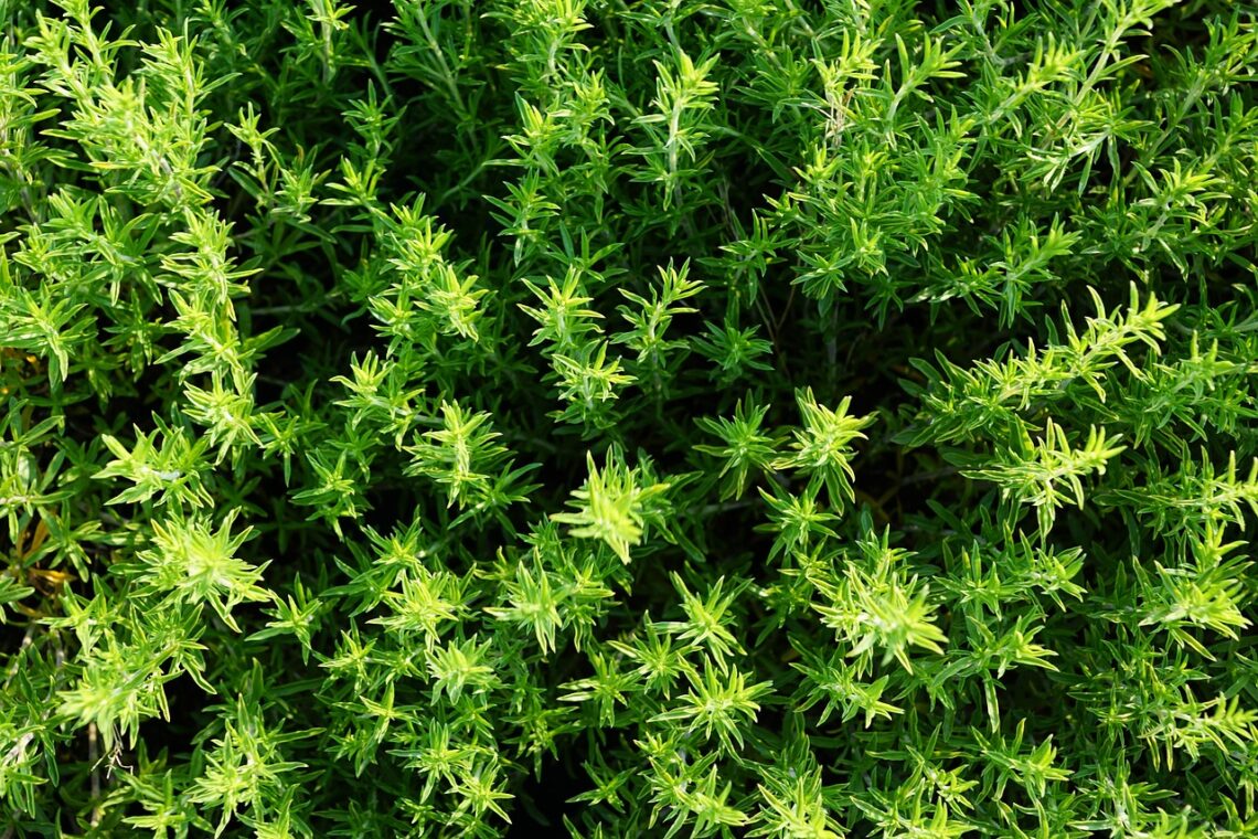 Thyme, summer, herb